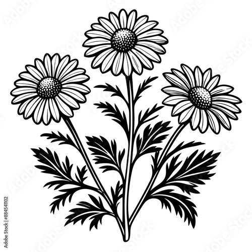 botanical image of a Matricaria chamomilla, black and white flowers, flower, vector, floral, nature, pattern, illustration
