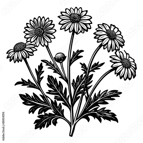 botanical image of a Matricaria chamomilla, black and white flowers, flower, vector, floral, nature, pattern, illustration