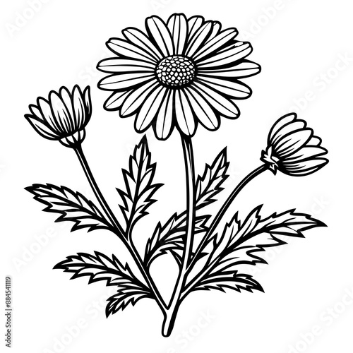 botanical image of a Matricaria chamomilla, black and white flowers, flower, vector, floral, nature, pattern, illustration
