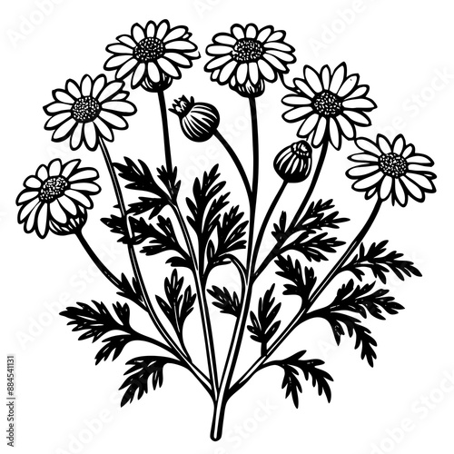 botanical image of a Matricaria chamomilla, black and white flowers, flower, vector, floral, nature, pattern, illustration