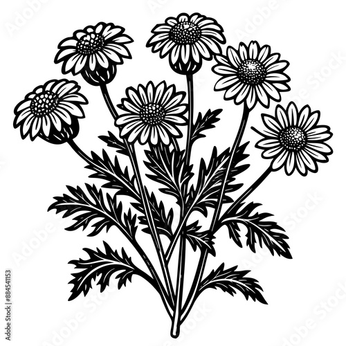 botanical image of a Matricaria chamomilla, black and white flowers, flower, vector, floral, nature, pattern, illustration