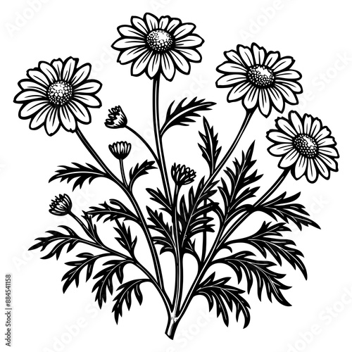 botanical image of a Matricaria chamomilla, black and white flowers, flower, vector, floral, nature, pattern, illustration