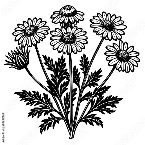 botanical image of a Matricaria chamomilla, black and white flowers, flower, vector, floral, nature, pattern, illustration