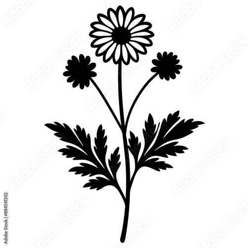 botanical image of a Matricaria chamomilla, black and white flowers, flower, vector, floral, nature, pattern, illustration