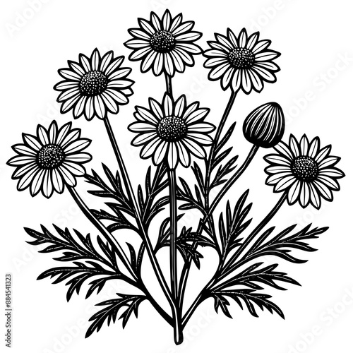 botanical image of a Matricaria chamomilla, black and white flowers, flower, vector, floral, nature, pattern, illustration