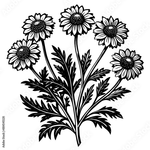 botanical image of a Matricaria chamomilla, black and white flowers, flower, vector, floral, nature, pattern, illustration