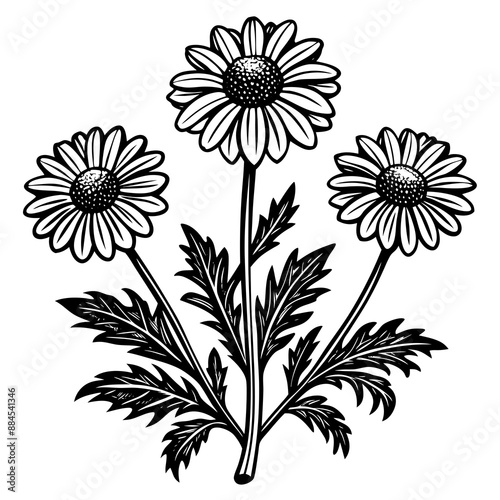 illustration of a flower,flower, floral, vector, 