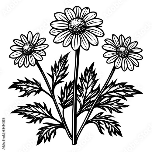 botanical image of a Matricaria chamomilla, black and white flowers, flower, vector, floral, nature, pattern, illustration