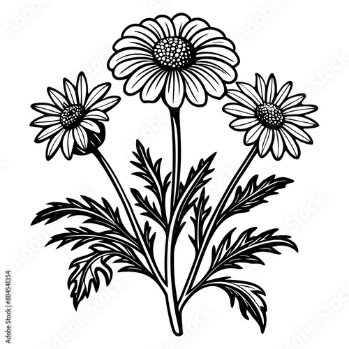 botanical image of a Matricaria chamomilla, black and white flowers, flower, vector, floral, nature, pattern, illustration