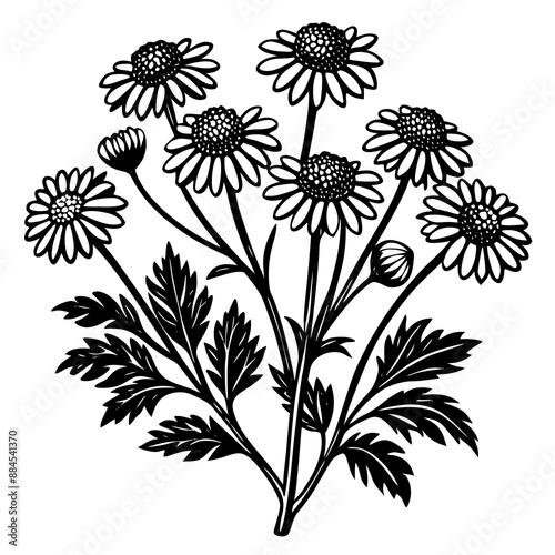 botanical image of a Matricaria chamomilla, black and white flowers, flower, vector, floral, nature, pattern, illustration