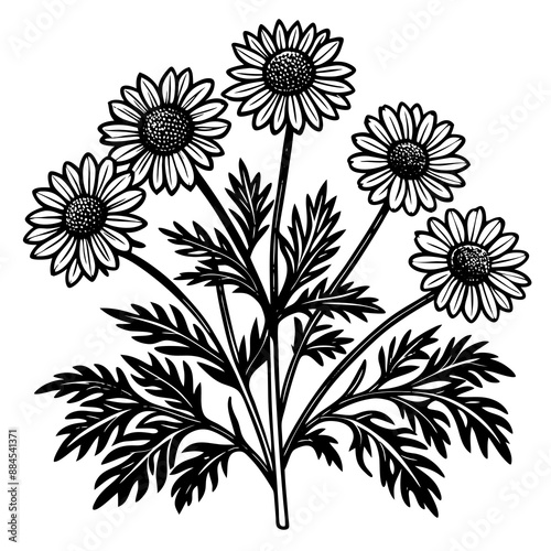 botanical image of a Matricaria chamomilla, black and white flowers, flower, vector, floral, nature, pattern, illustration