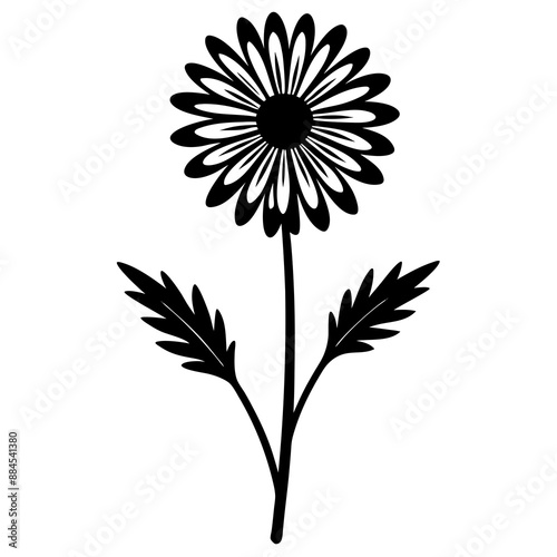 botanical image of a Matricaria chamomilla, black and white flowers, flower, vector, floral, nature, pattern, illustration