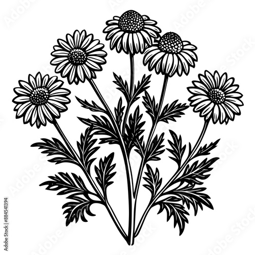 botanical image of a Matricaria chamomilla, black and white flowers, flower, vector, floral, nature, pattern, illustration