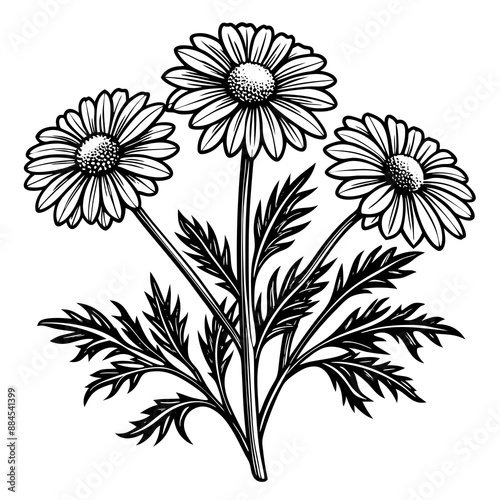 botanical image of a Matricaria chamomilla, black and white flowers, flower, vector, floral, nature, pattern, illustration