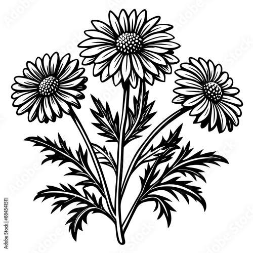 botanical image of a Matricaria chamomilla, black and white flowers, flower, vector, floral, nature, pattern, illustration
