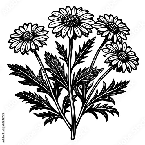 botanical image of a Matricaria chamomilla, black and white flowers, flower, vector, floral, nature, pattern, illustration