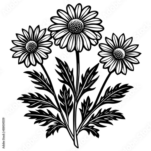 botanical image of a Matricaria chamomilla, black and white flowers, flower, vector, floral, nature, pattern, illustration