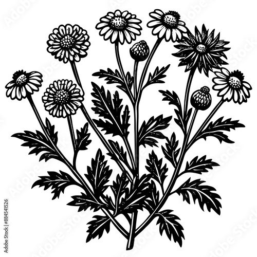 botanical image of a Matricaria chamomilla, black and white flowers, flower, vector, floral, nature, pattern, illustration