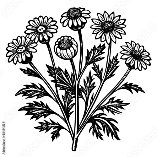 botanical image of a Matricaria chamomilla, black and white flowers, flower, vector, floral, nature, pattern, illustration
