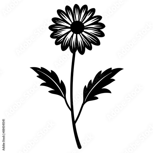 botanical image of a Matricaria chamomilla, black and white flowers, flower, vector, floral, nature, pattern, illustration