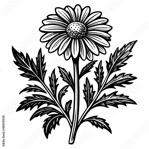 botanical image of a Matricaria chamomilla, black and white flowers, flower, vector, floral, nature, pattern, illustration