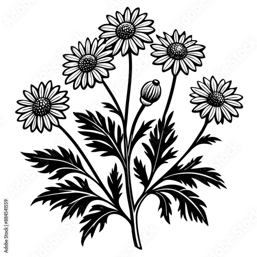 botanical image of a Matricaria chamomilla, black and white flowers, flower, vector, floral, nature, pattern, illustration
