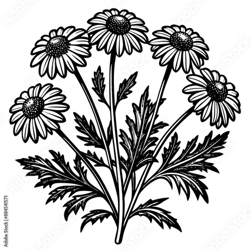 botanical image of a Matricaria chamomilla, black and white flowers, flower, vector, floral, nature, pattern, illustration