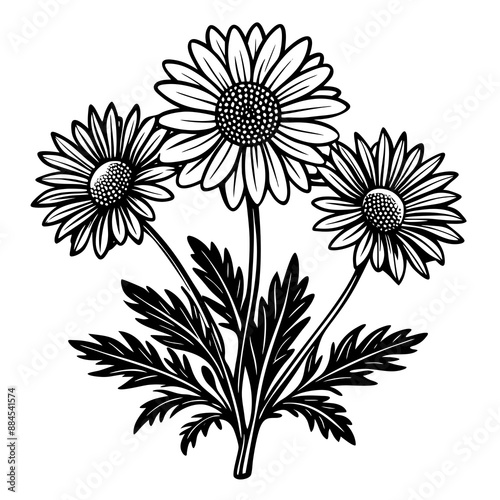 botanical image of a Matricaria chamomilla, black and white flowers, flower, vector, floral, nature, pattern, illustration