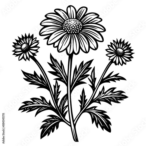 botanical image of a Matricaria chamomilla, black and white flowers, flower, vector, floral, nature, pattern, illustration