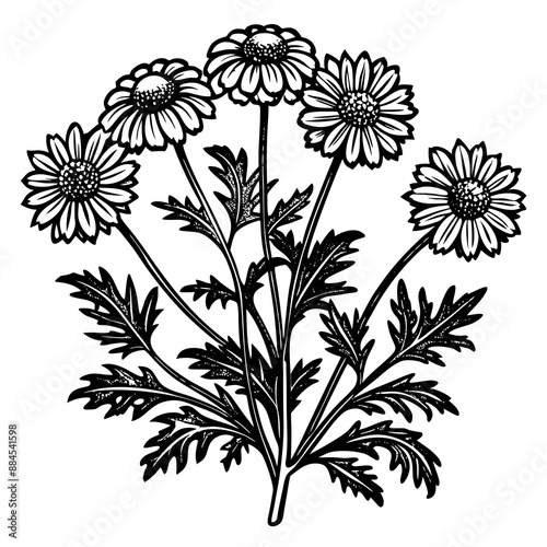 botanical image of a Matricaria chamomilla, black and white flowers, flower, vector, floral, nature, pattern, illustration