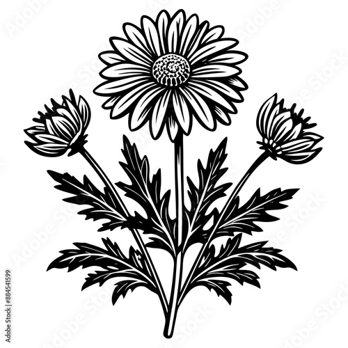 botanical image of a Matricaria chamomilla, black and white flowers, flower, vector, floral, nature, pattern, illustration