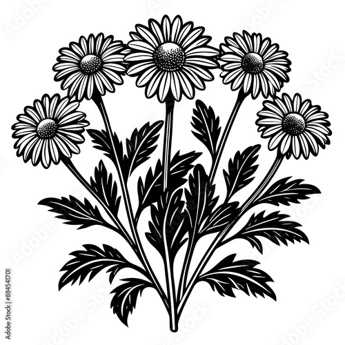 botanical image of a Matricaria chamomilla, black and white flowers, flower, vector, floral, nature, pattern, illustration