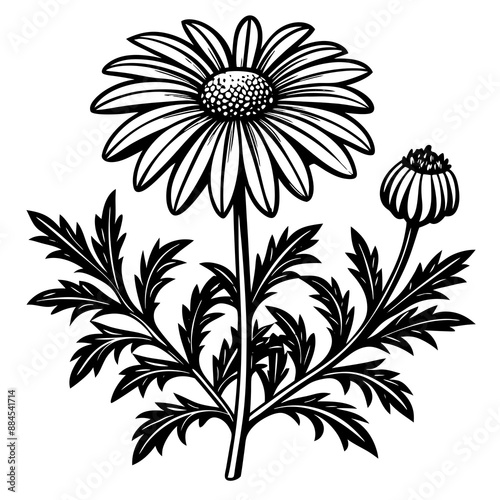 botanical image of a Matricaria chamomilla, black and white flowers, flower, vector, floral, nature, pattern, illustration