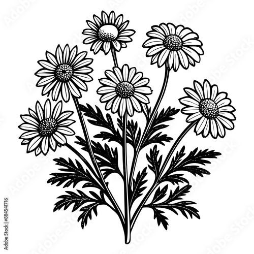botanical image of a Matricaria chamomilla, black and white flowers, flower, vector, floral, nature, pattern, illustration