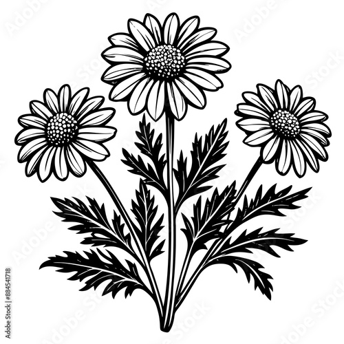 botanical image of a Matricaria chamomilla, black and white flowers, flower, vector, floral, nature, pattern, illustration