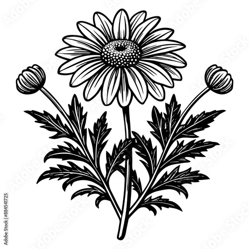 botanical image of a Matricaria chamomilla, black and white flowers, flower, vector, floral, nature, pattern, illustration