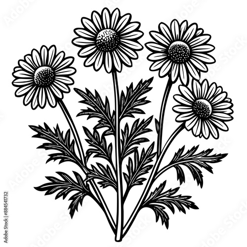 botanical image of a Matricaria chamomilla, black and white flowers, flower, vector, floral, nature, pattern, illustration