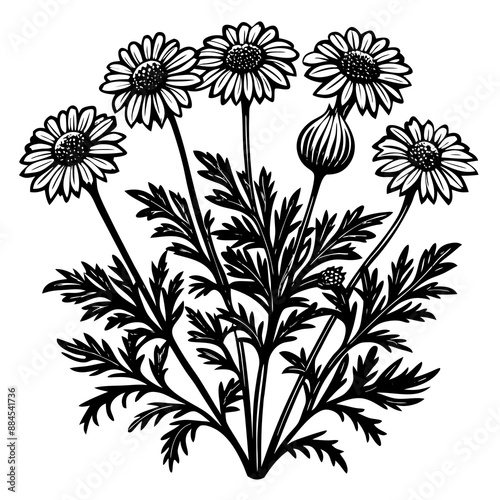botanical image of a Matricaria chamomilla, black and white flowers, flower, vector, floral, nature, pattern, illustration
