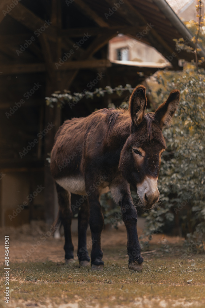 Fototapeta premium Donkey walking on a farm