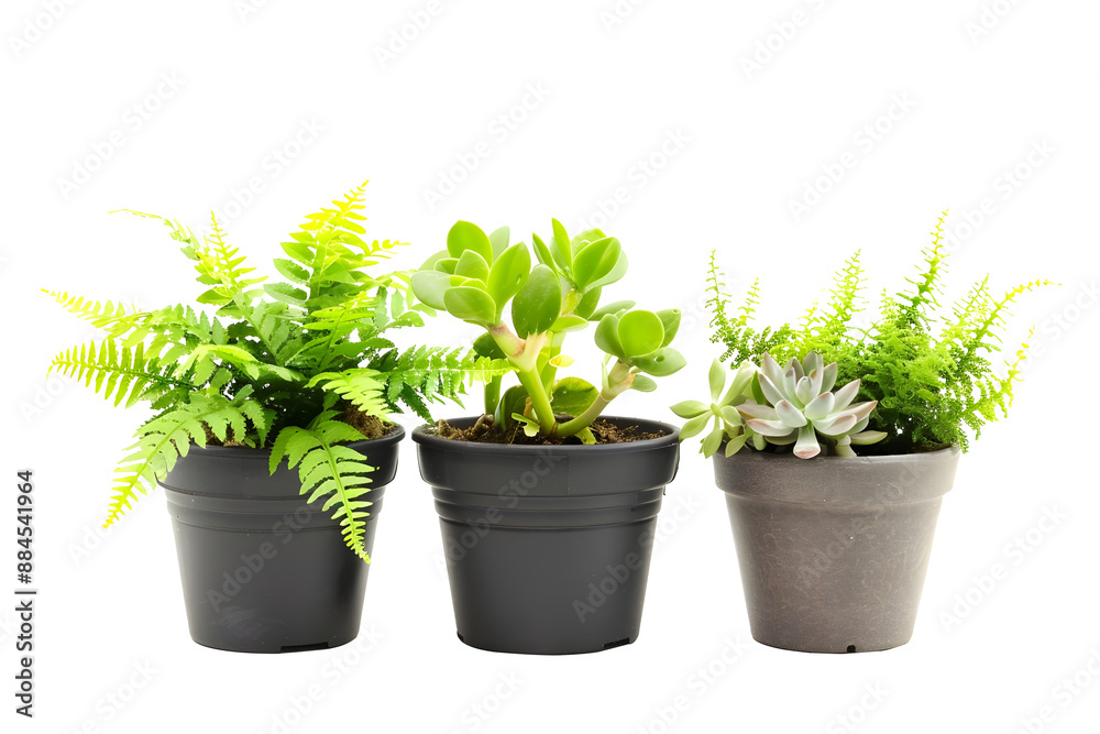 green plants in black plastic pots isolated on transparent background green plants in black plastic pots isolated on transparent background
