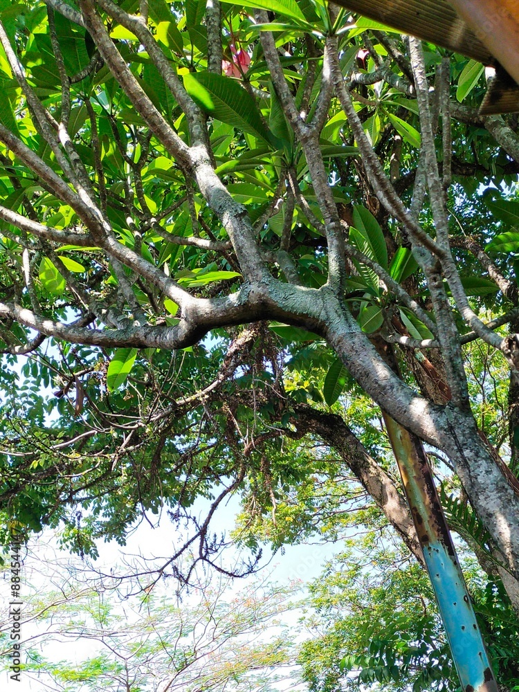 Obraz premium low angle of green and shady trees with large trunks and branches, among other trees with a blue sky background