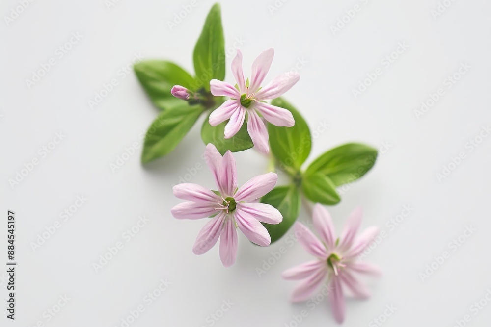Minimalist arrangement of small pink flowers Minimalist arrangement of small pink flowers