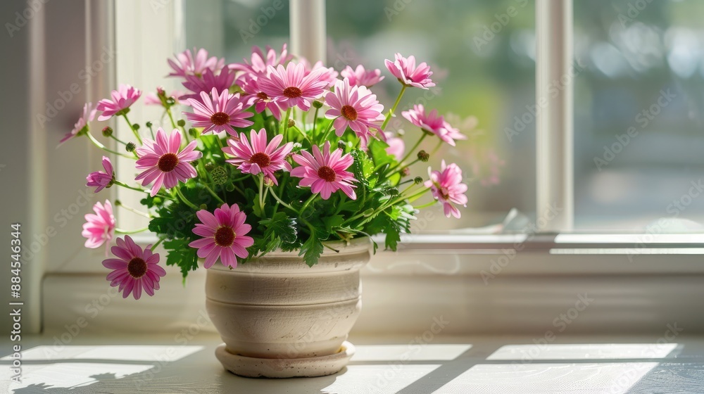 English daisies in a pot pink blooms on light background with shadow Bellasima rose greeting card vibrant magenta color Home plants on windowsill English daisies in a pot pink blooms on light background with shadow Bellasima rose greeting card vibrant magenta color Home plants on windowsill
