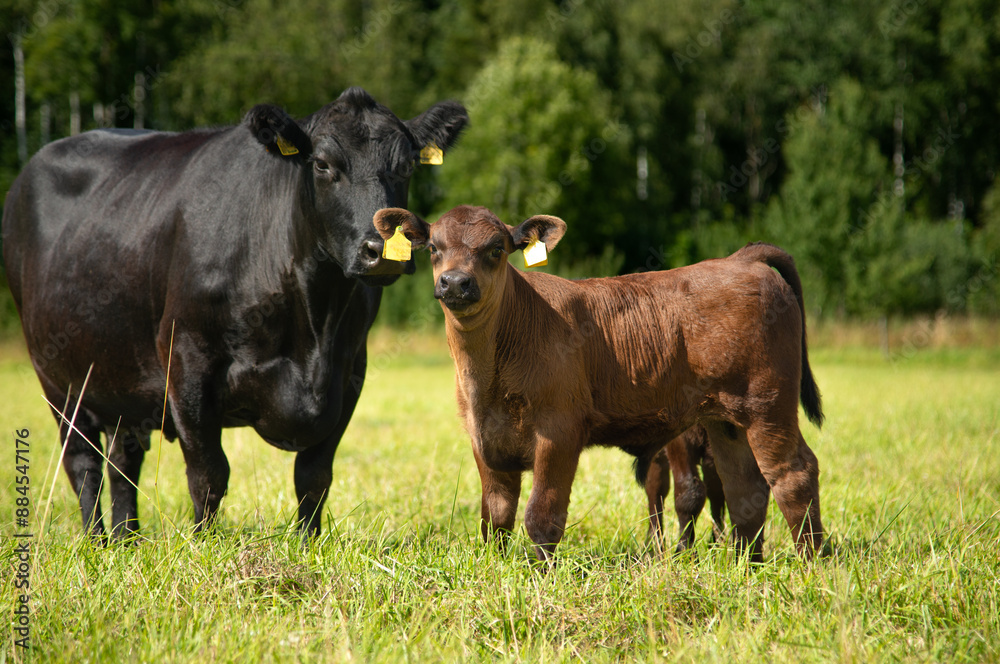 Black angus calf on summer day standing in grass Black angus calf on summer day standing in grass