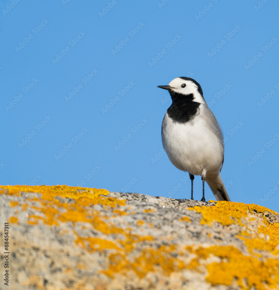 Graceful White Wagtail Perched on Mossy Rock Graceful White Wagtail Perched on Mossy Rock