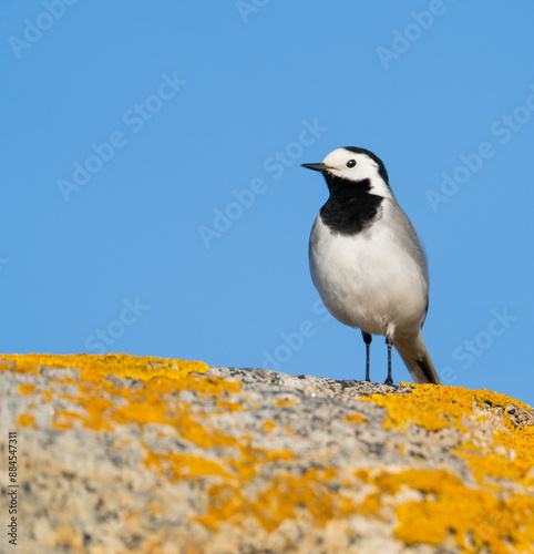 Graceful White Wagtail Perched on Mossy Rock