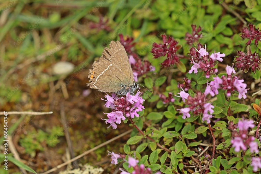 Obraz premium Abgeflogener Kreuzdorn-Zipfelfalter (Satyrium spini) auf Thymian (Thymus pulegioides)