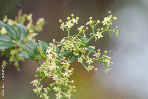 Closeup of common wild madder flowers