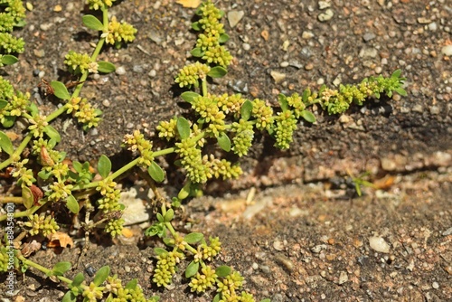 Kahles Bruchkraut (Herniaria glabra) in Pflasterfuge