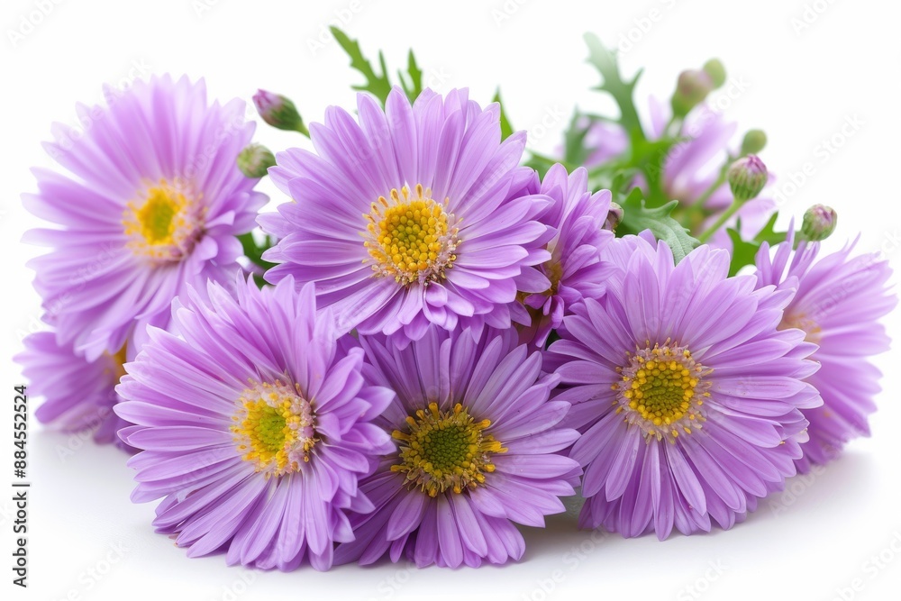 Soft Purple Aster Flowers Gentle and Delicate Floral Arrangement Close up View Soft Purple Aster Flowers Gentle and Delicate Floral Arrangement Close up View
